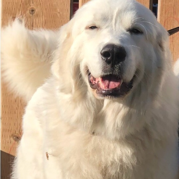 Meet your Posher, Posh - Picture 5 of 5